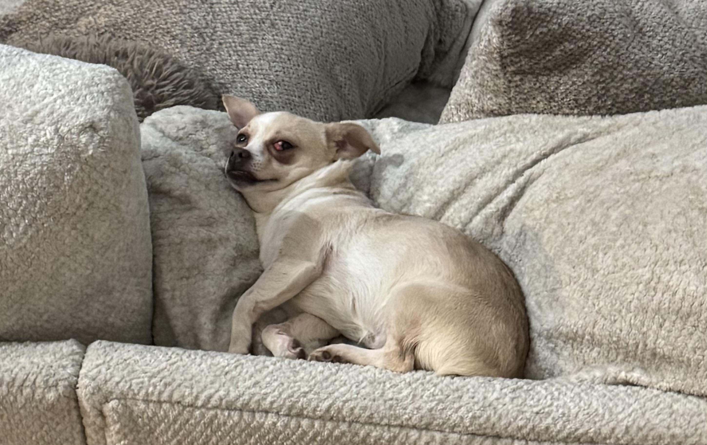 Enlarge Cookie , a ADOPTABLE mixed breed in White Lake, MI image 2/5