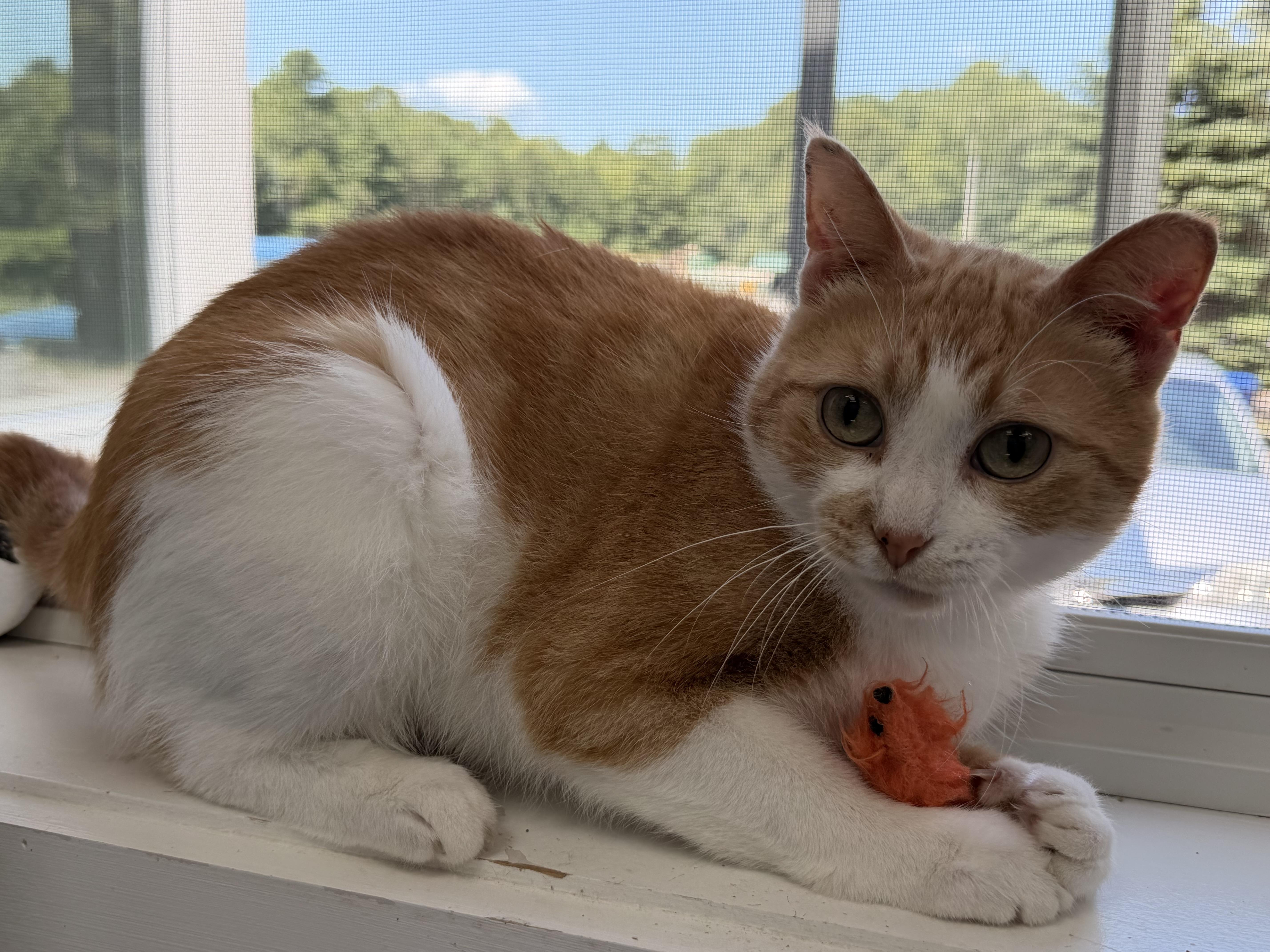 Enlarge Cheeto, a ADOPTABLE Domestic Short Hair in Charlestown, RI image 2/6