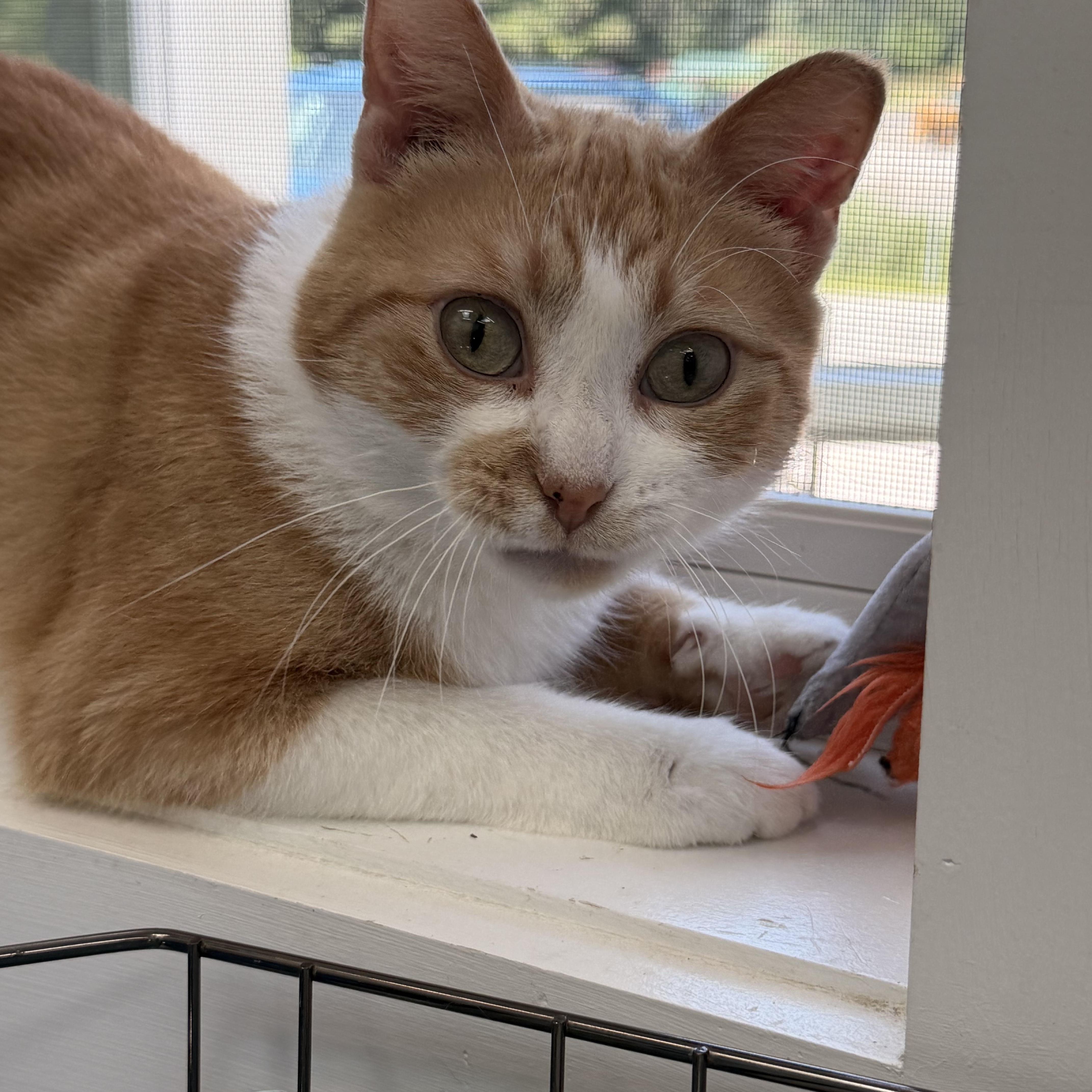 Enlarge Cheeto, a ADOPTABLE Domestic Short Hair in Charlestown, RI image 3/6
