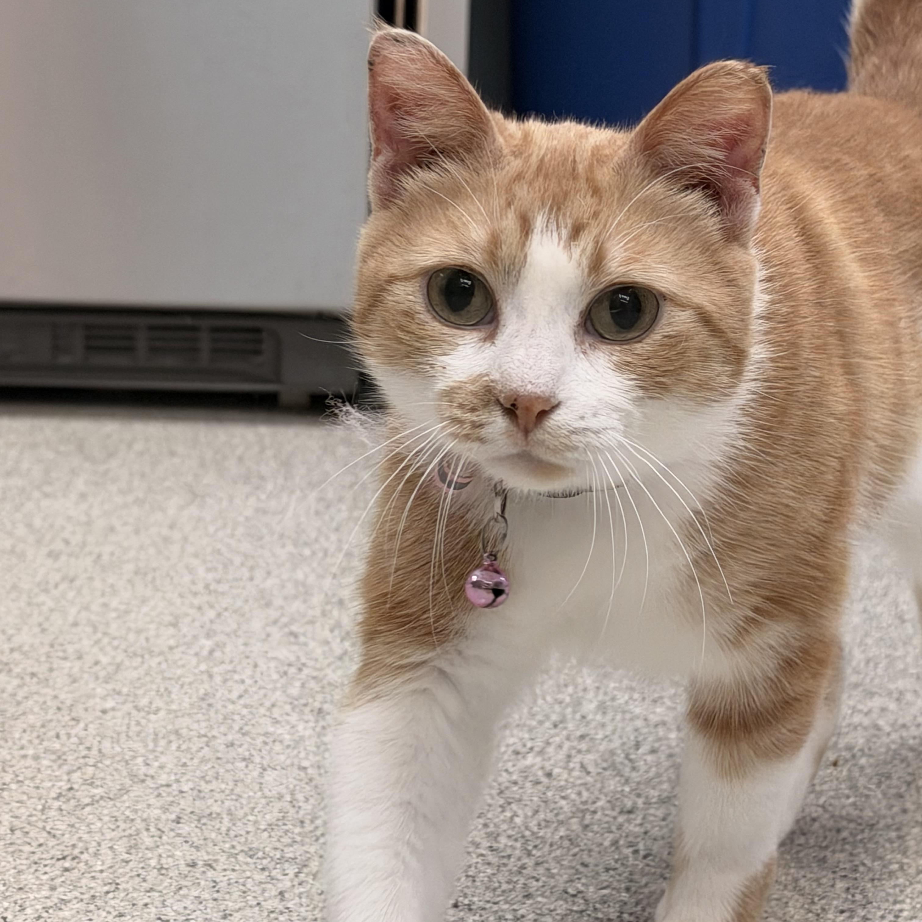 Enlarge Cheeto, a ADOPTABLE Domestic Short Hair in Charlestown, RI image 6/6