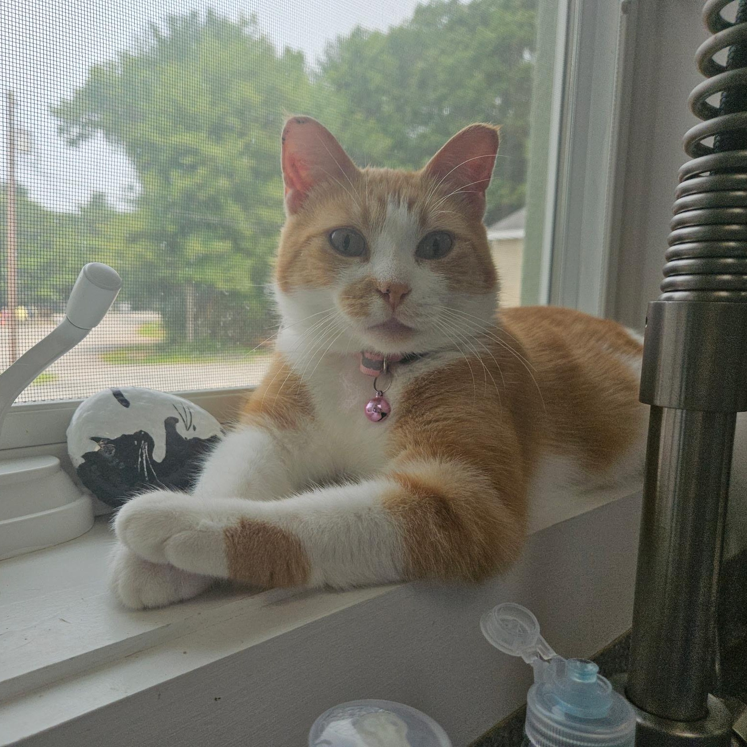 Enlarge Cheeto, a ADOPTABLE Domestic Short Hair in Charlestown, RI image 5/6