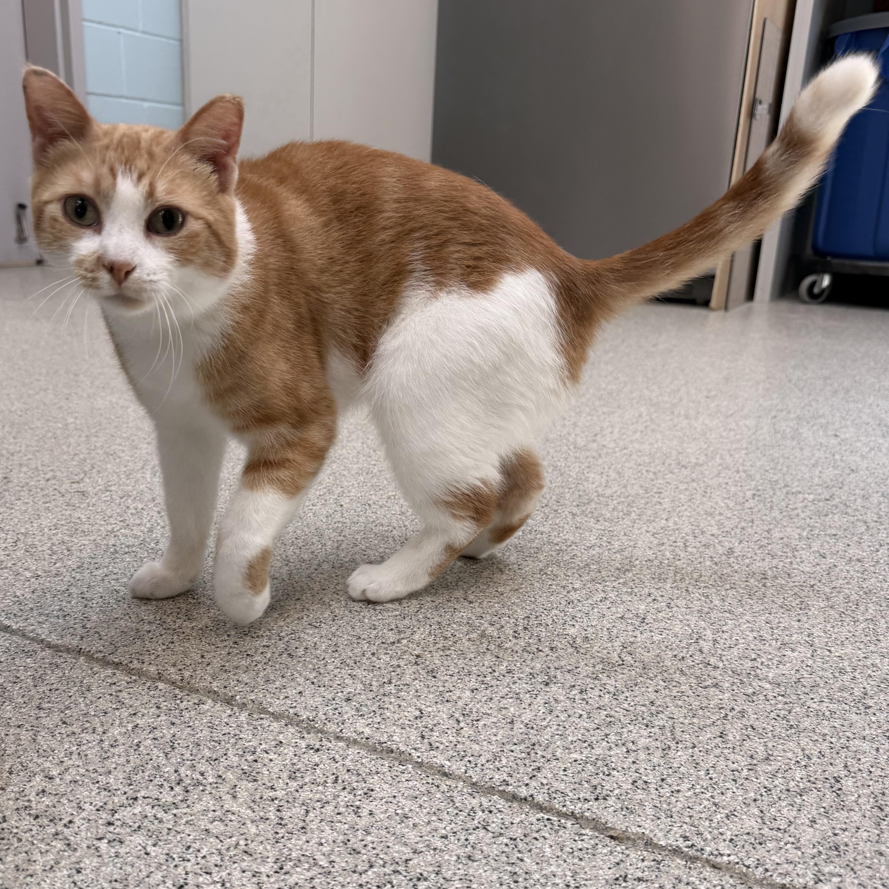 Enlarge Cheeto, a ADOPTABLE Domestic Short Hair in Charlestown, RI image 4/6