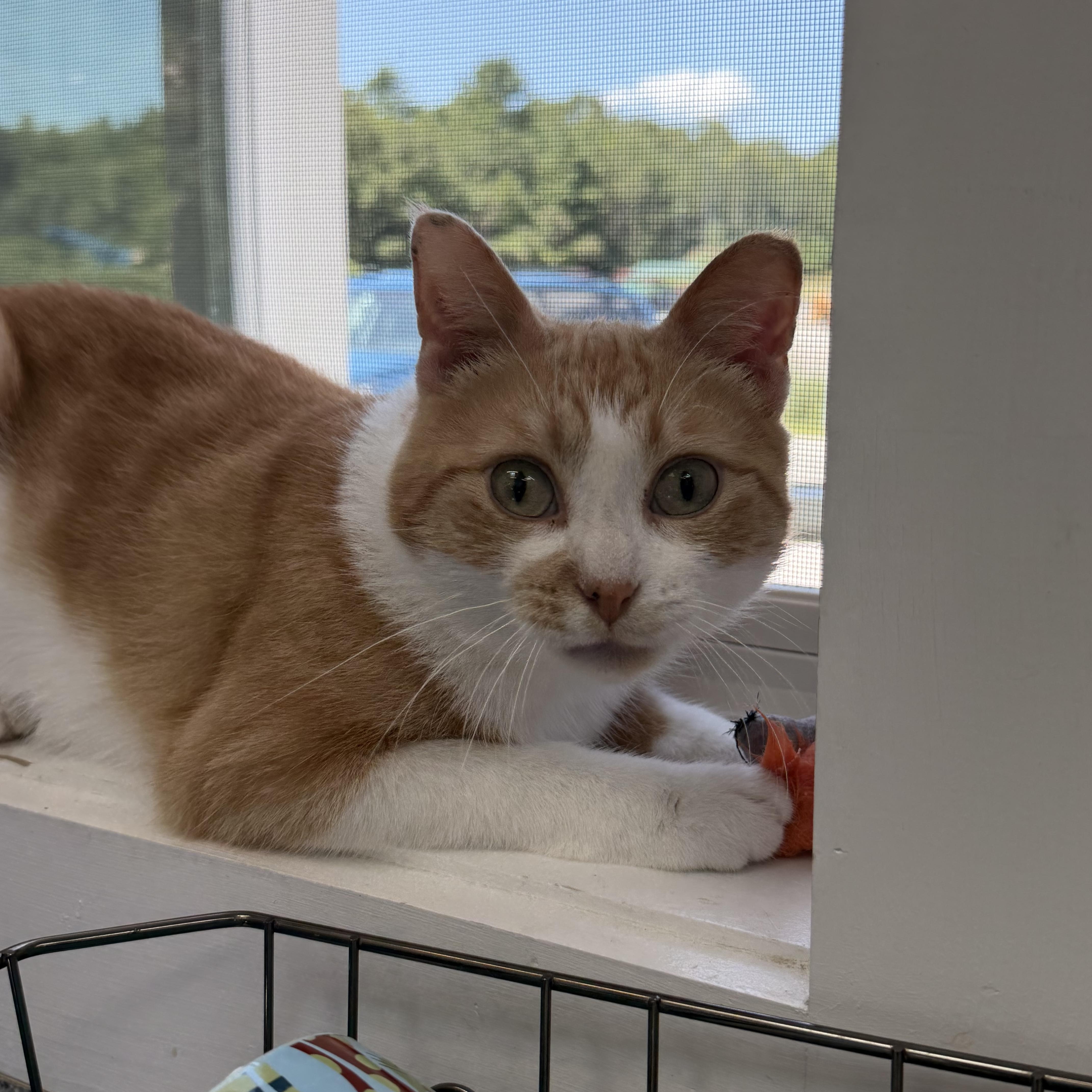 Cheeto, ADOPTABLE, Young Female Domestic Short Hair.