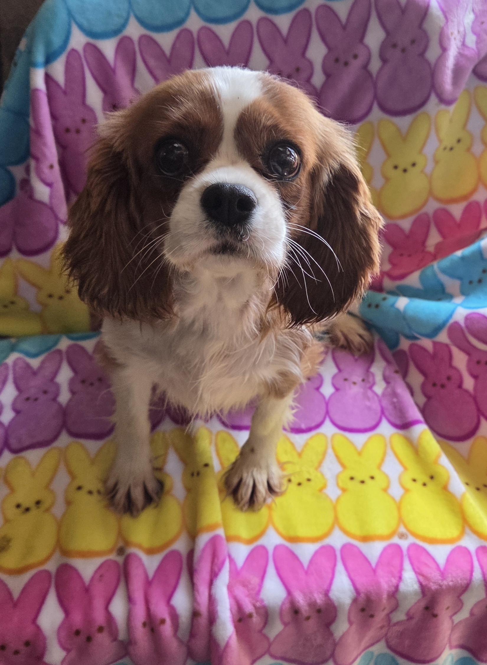 Enlarge BECCA, a ADOPTABLE Cavalier King Charles Spaniel in Woodsfield, OH image 3/4
