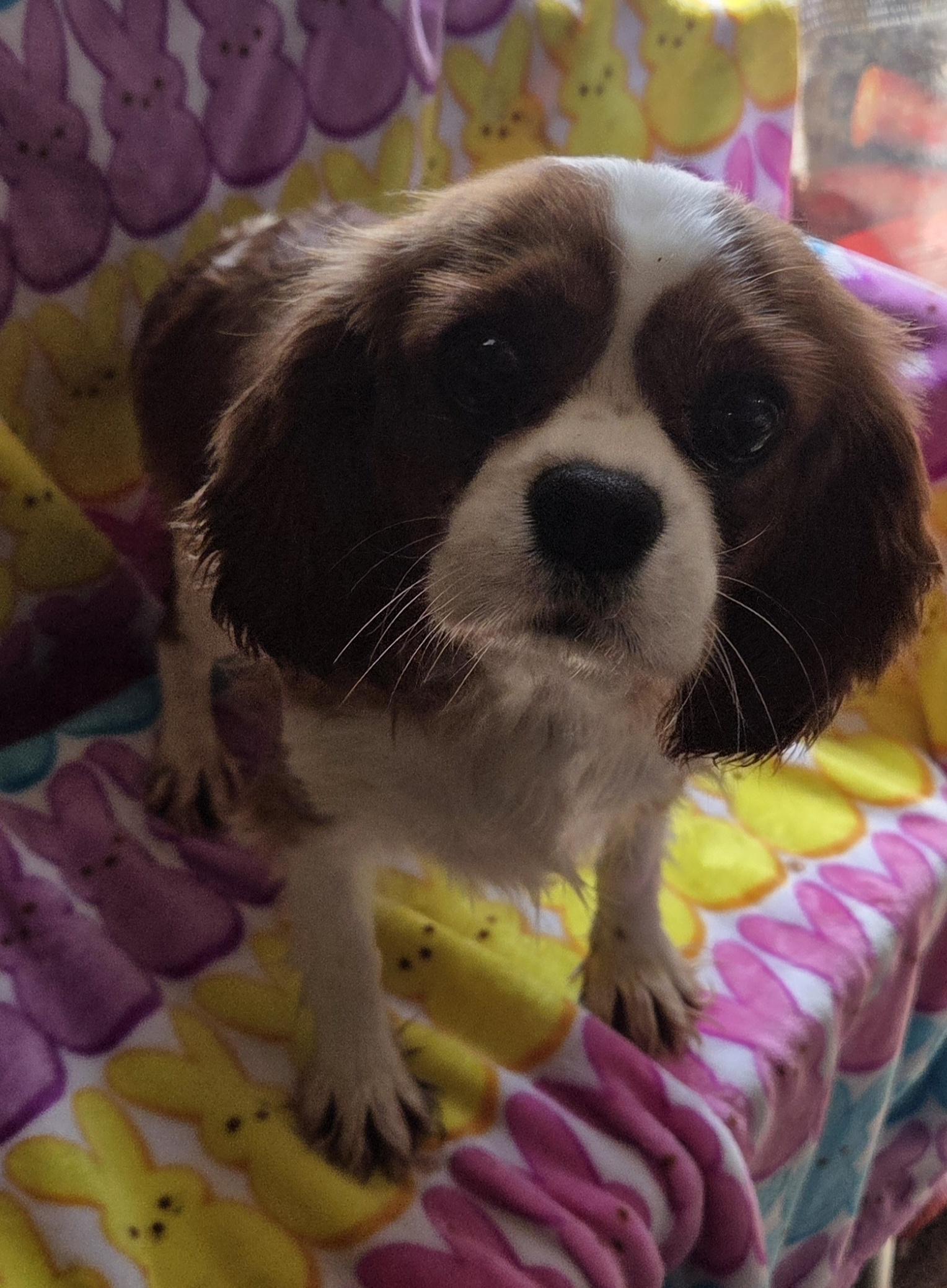 Enlarge BECCA, a ADOPTABLE Cavalier King Charles Spaniel in Woodsfield, OH image 2/4