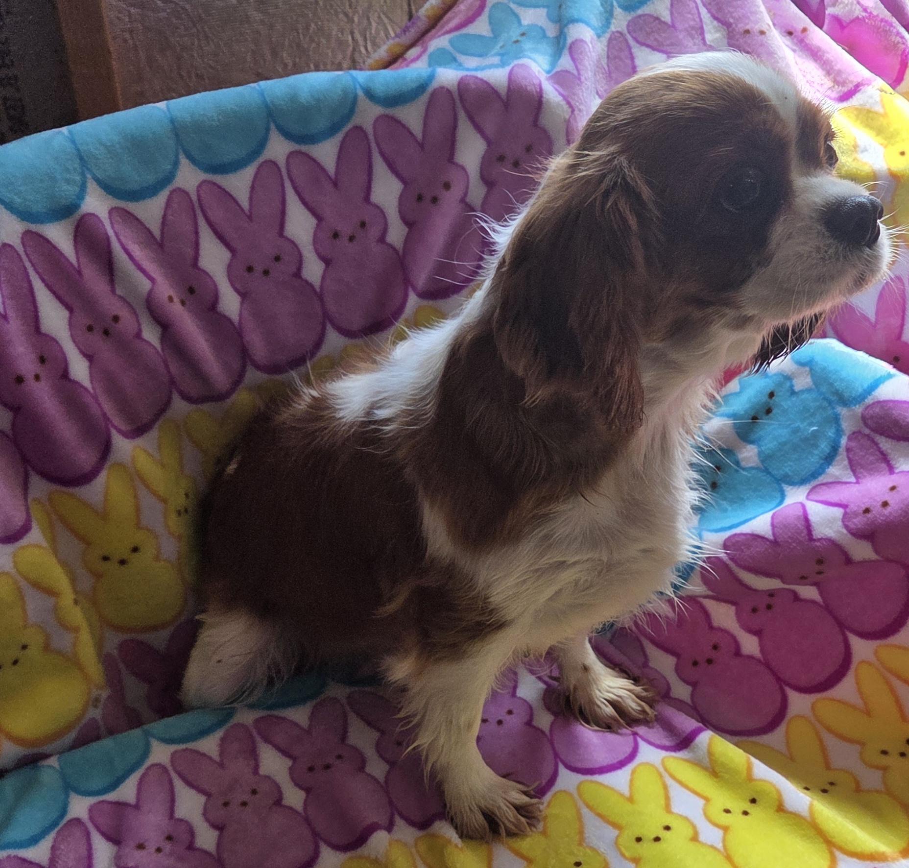 Enlarge BECCA, a ADOPTABLE Cavalier King Charles Spaniel in Woodsfield, OH image 4/4