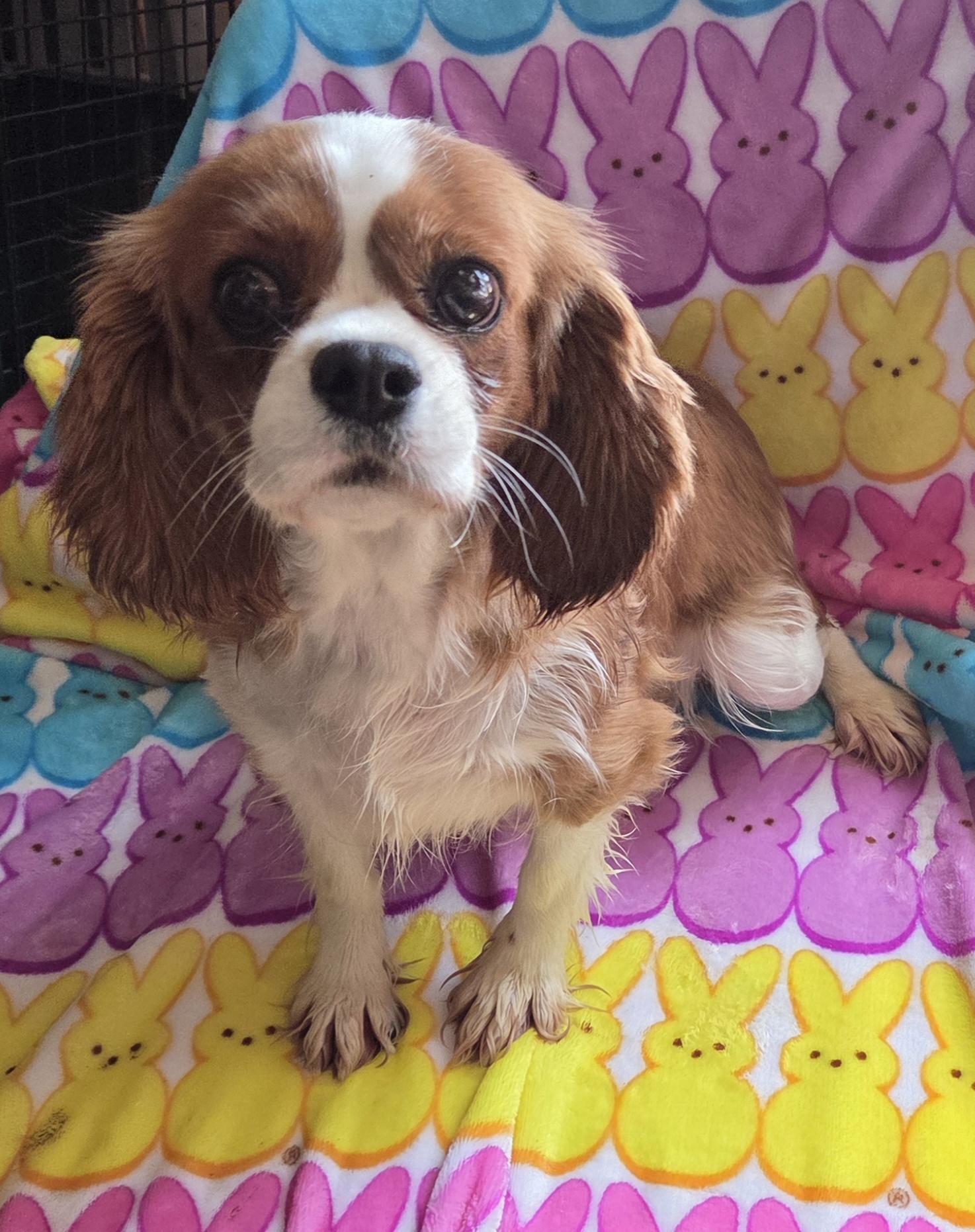 Enlarge BECCA, a ADOPTABLE Cavalier King Charles Spaniel in Woodsfield, OH image 1/4