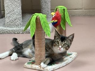 Neptune, ADOPTABLE, Kitten Male Tabby.