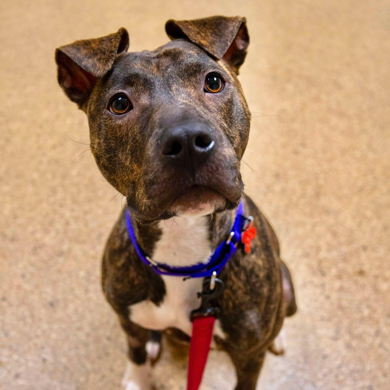 Enlarge Lady, a ADOPTABLE American Staffordshire Terrier in Valparaiso, IN image 1/1
