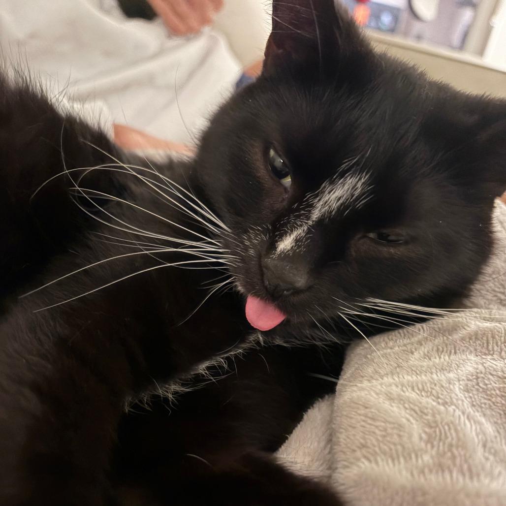 Clay, Adoptable, Adult Male Domestic Medium Hair.