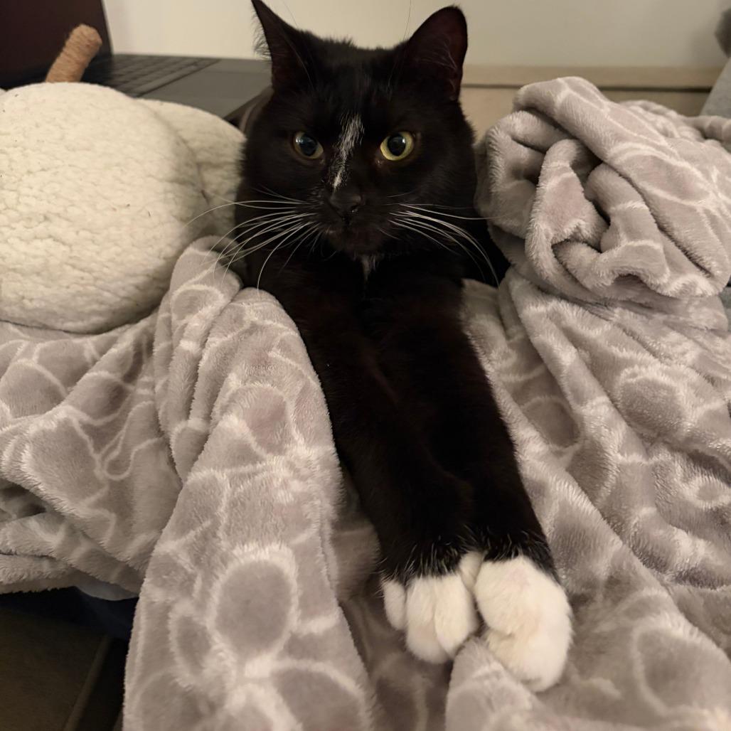 Enlarge Clay, a Adoptable Domestic Medium Hair in Madison, WI image 2/3