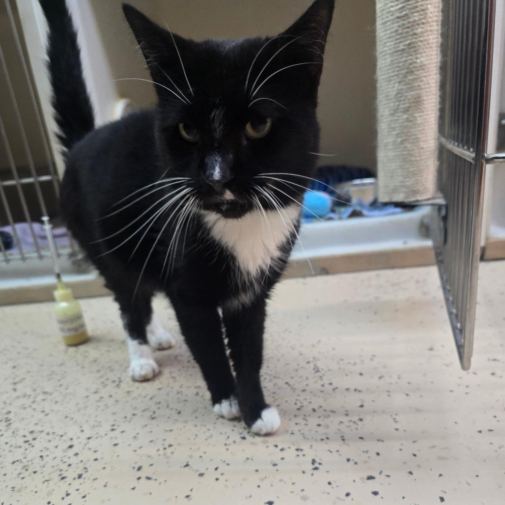 Enlarge Clay, a Adoptable Domestic Medium Hair in Madison, WI image 3/3