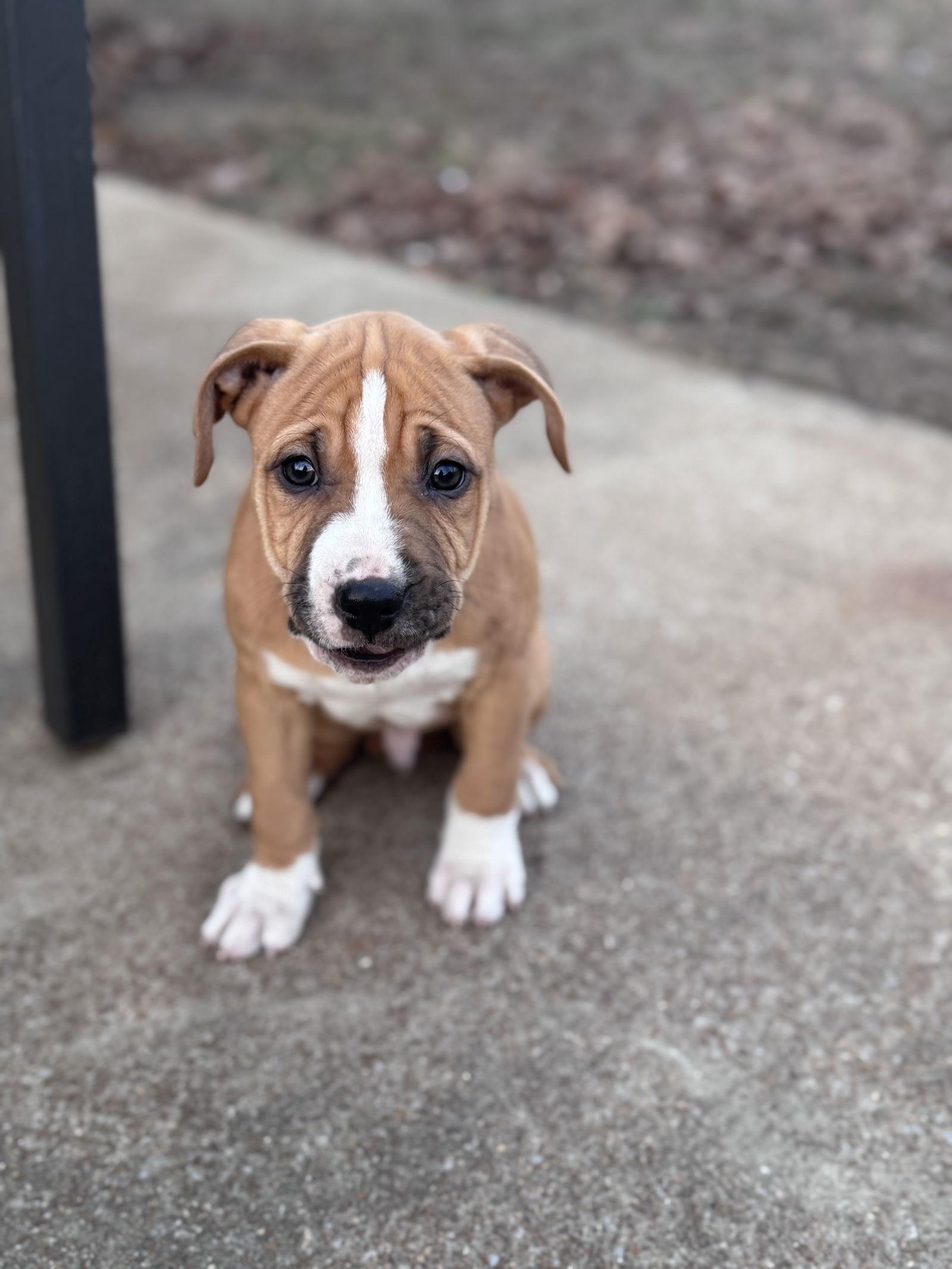 Ralph, Adoptable, Puppy Male Pit Bull Terrier & Pit Bull Terrier.
