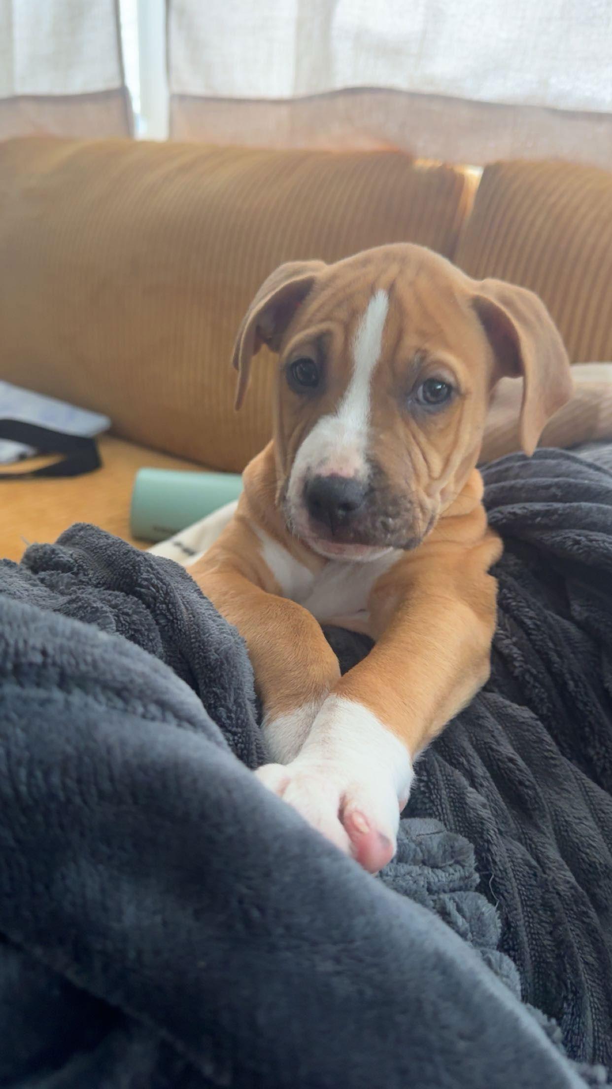 Enlarge Ralph, a Adoptable mixed breed in Barnhart, MO image 3/3