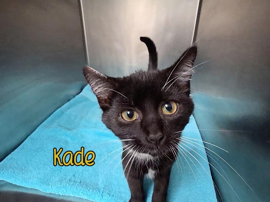 Kade, Adoptable, Young Male Domestic Short Hair.