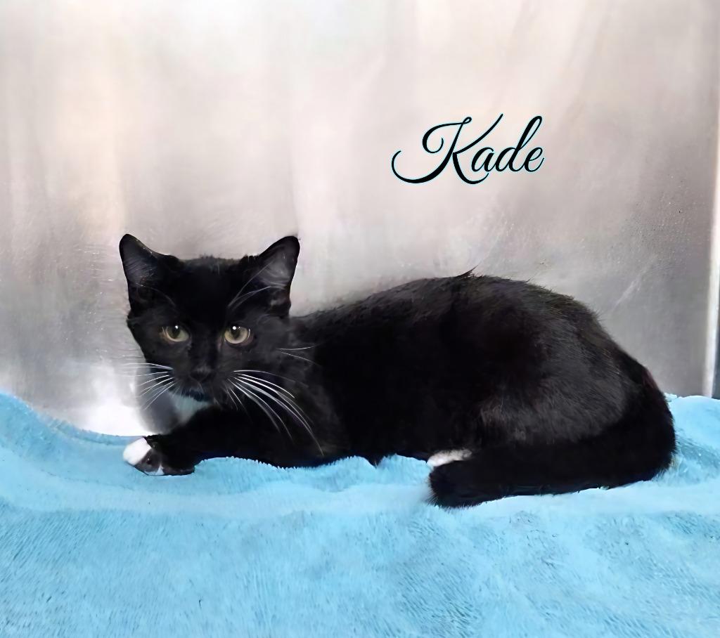 Enlarge Kade, a Adoptable mixed breed in Port Clinton, OH image 2/6