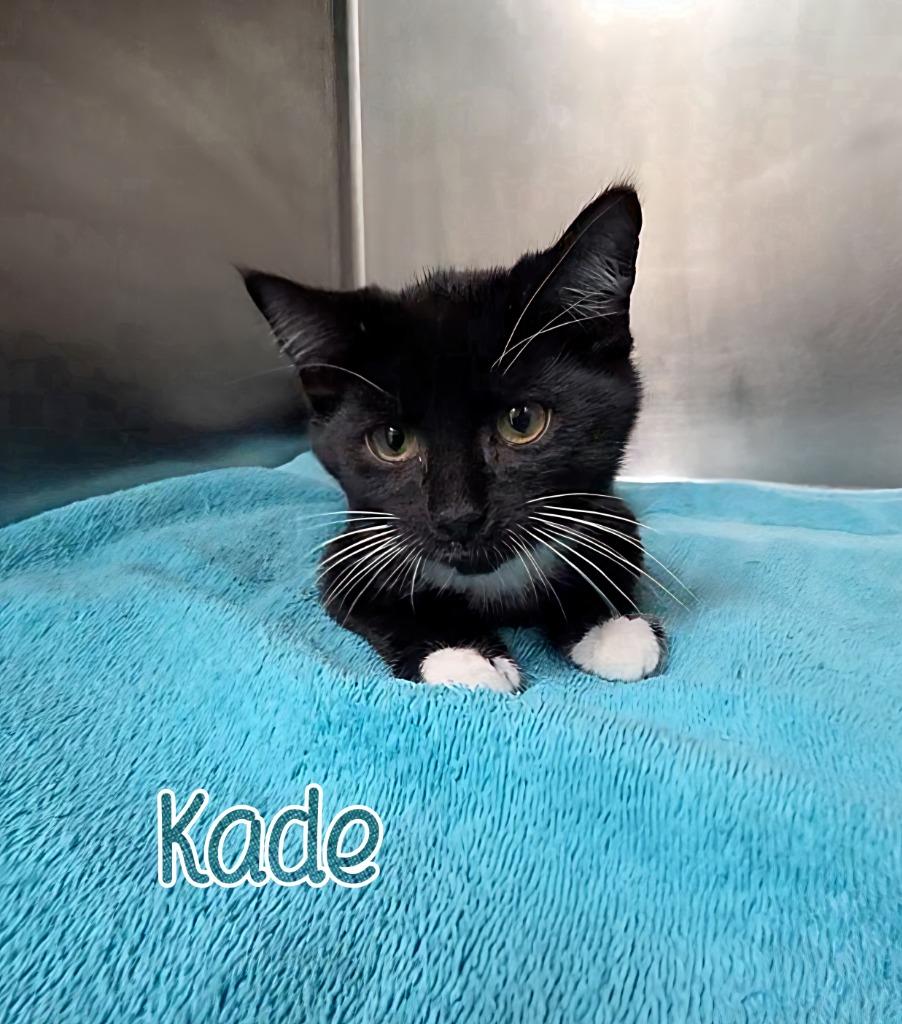 Enlarge Kade, a Adoptable mixed breed in Port Clinton, OH image 3/6