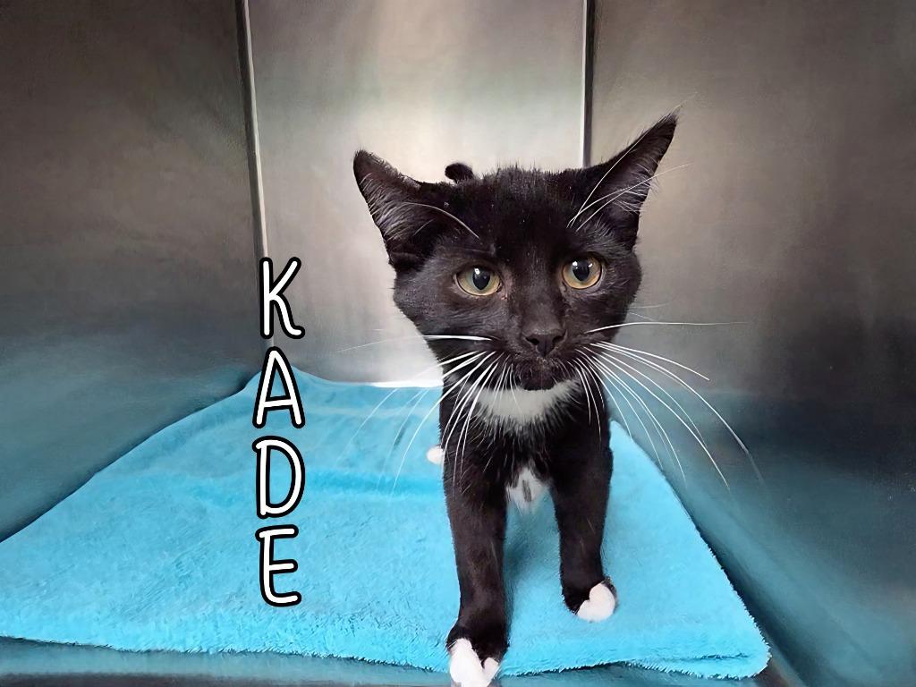 Enlarge Kade, a Adoptable mixed breed in Port Clinton, OH image 4/6