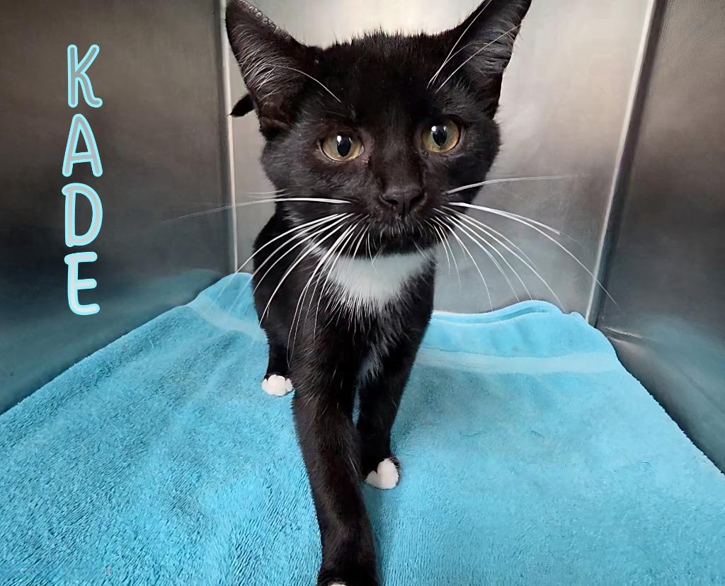 Enlarge Kade, a Adoptable mixed breed in Port Clinton, OH image 5/6
