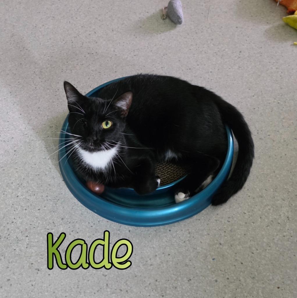 Enlarge Kade, a Adoptable mixed breed in Port Clinton, OH image 6/6