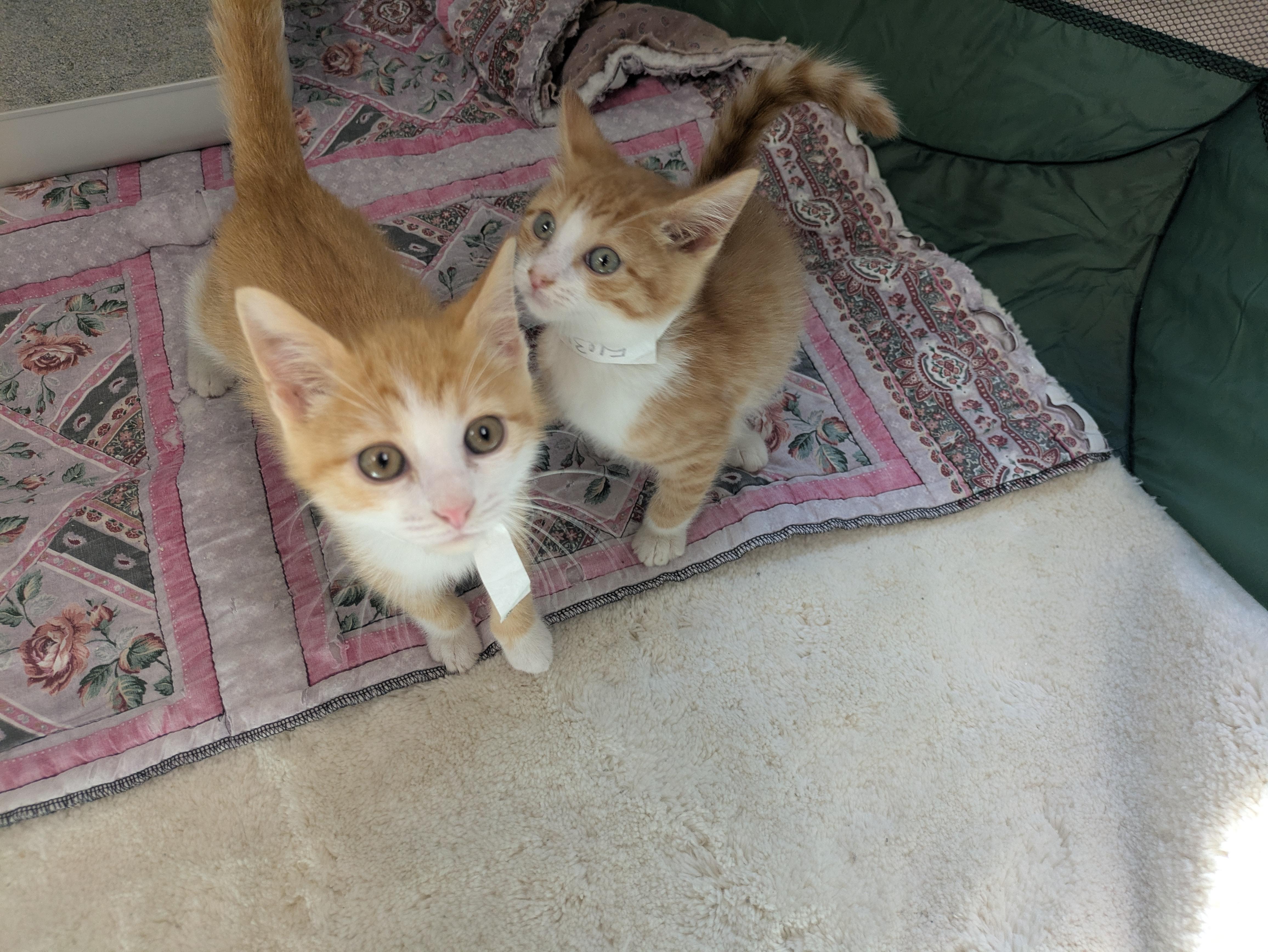 Tiger (Bonded with Peaches), an adoptable Domestic Short Hair in Salem, OH_image-1