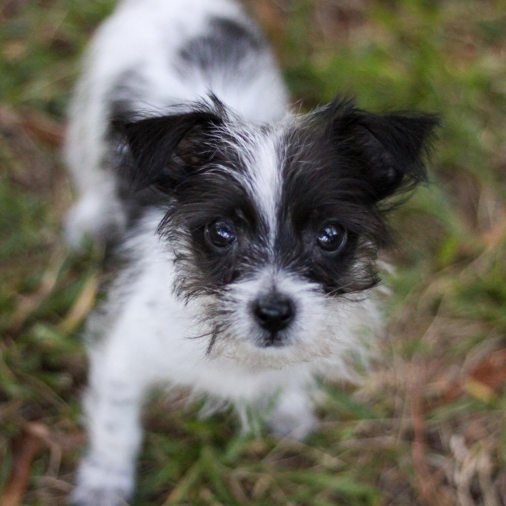 Tiny Tim photo