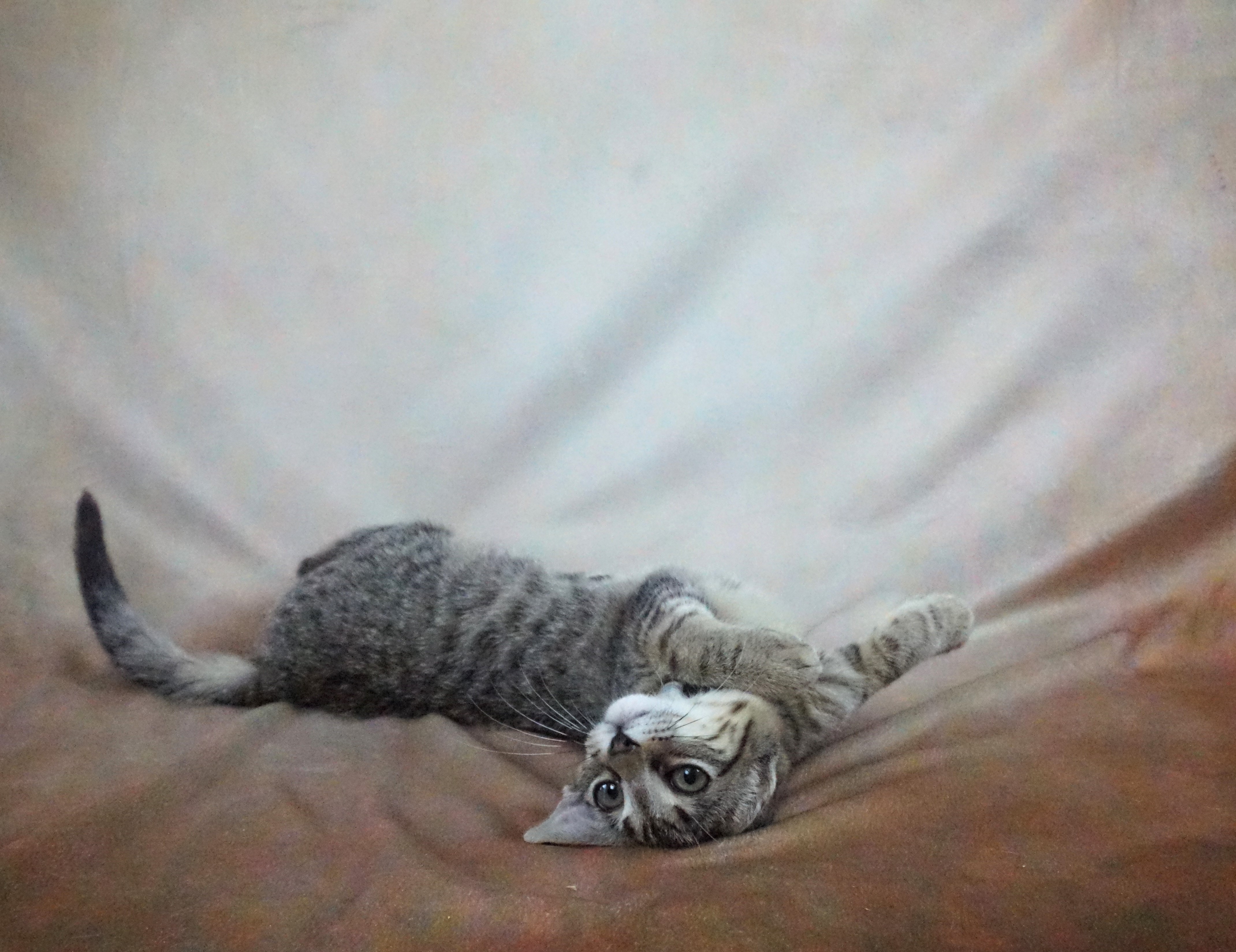 Cat for adoption YODA YOUR LAP GIRL, a Domestic Short Hair in Plano