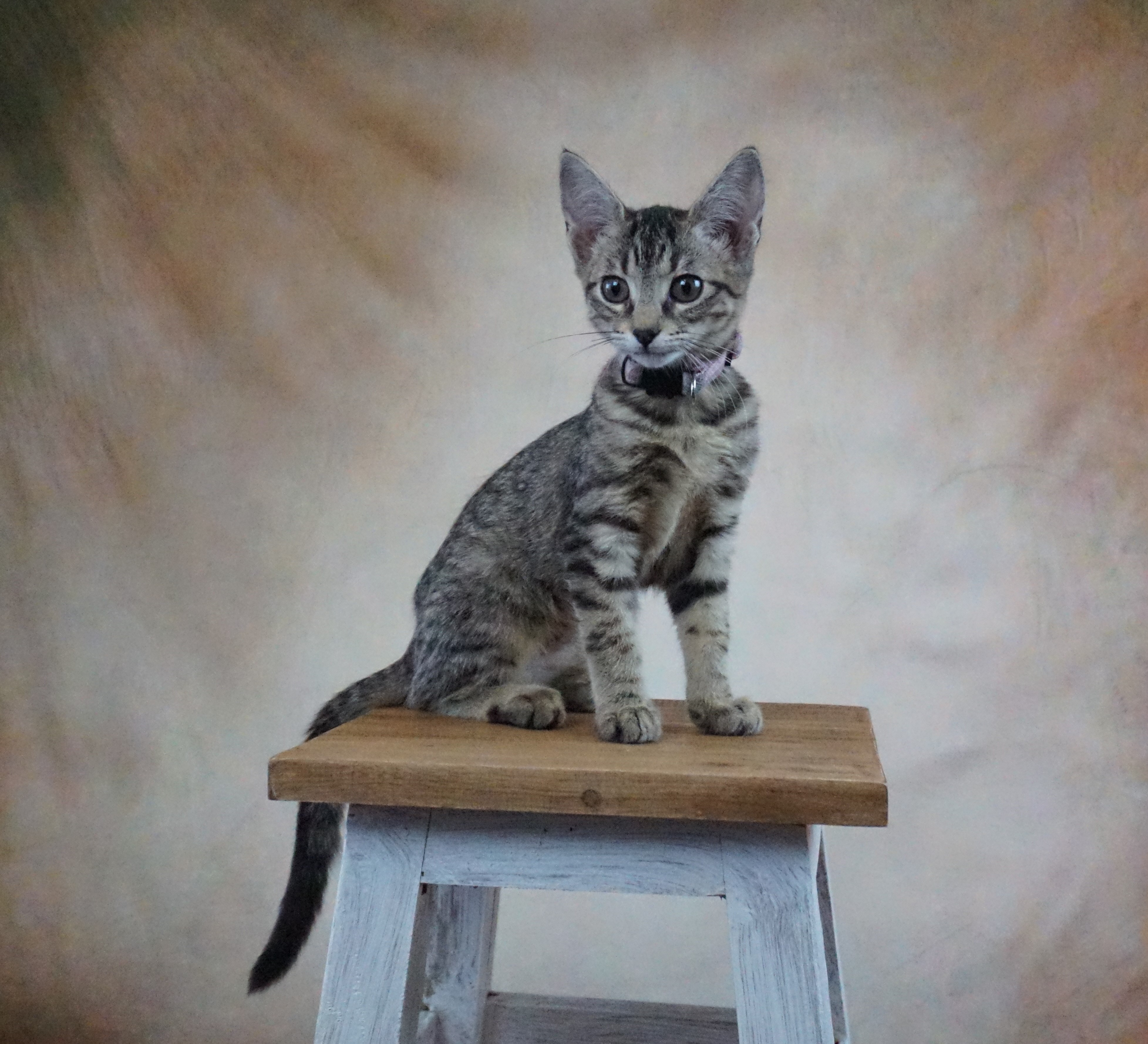 Cat for adoption YODA YOUR LAP GIRL, a Domestic Short Hair in Plano