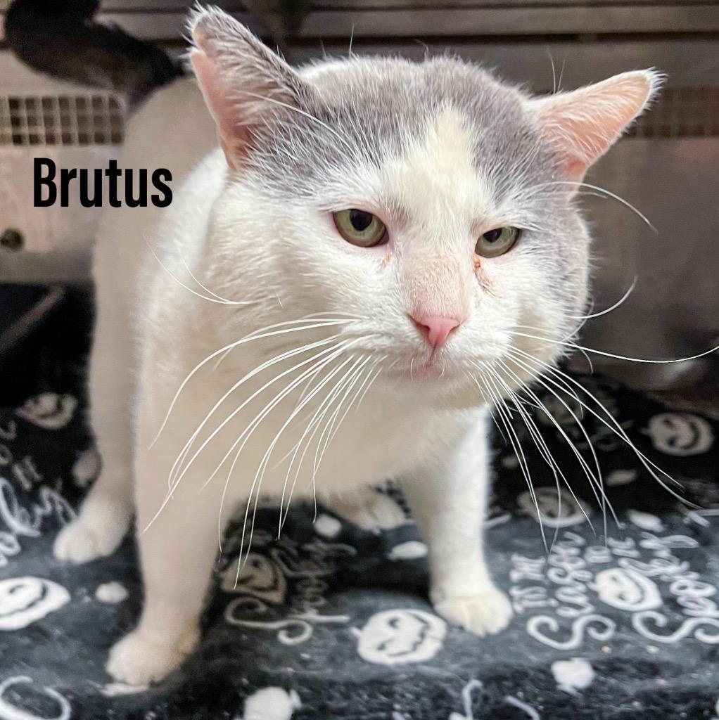 Brutus, Adoptable, Adult Male Domestic Short Hair.