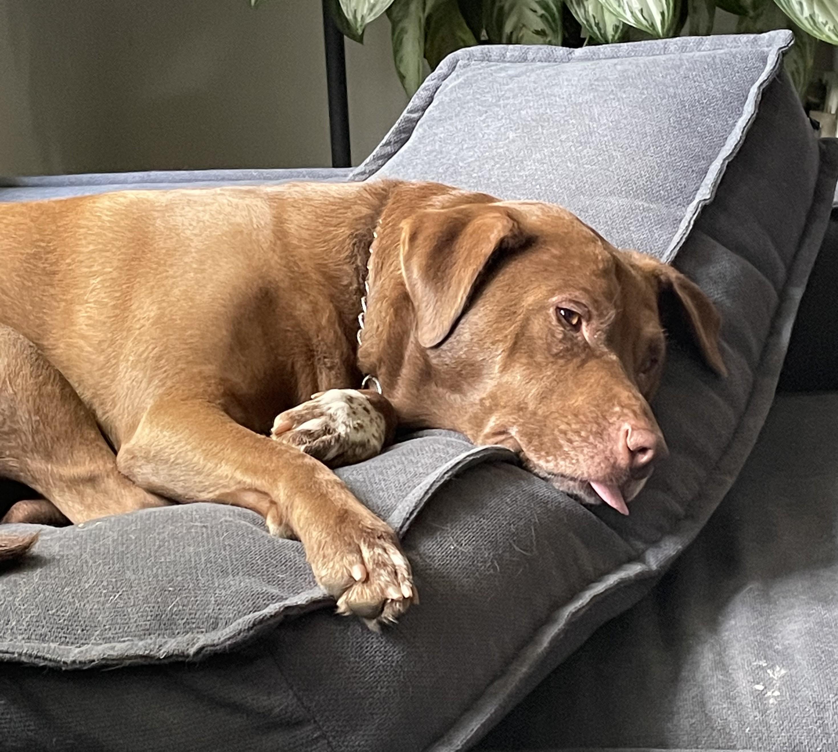 Enlarge Abby, a Adopted mixed breed in St. Louis, MO image 3/4