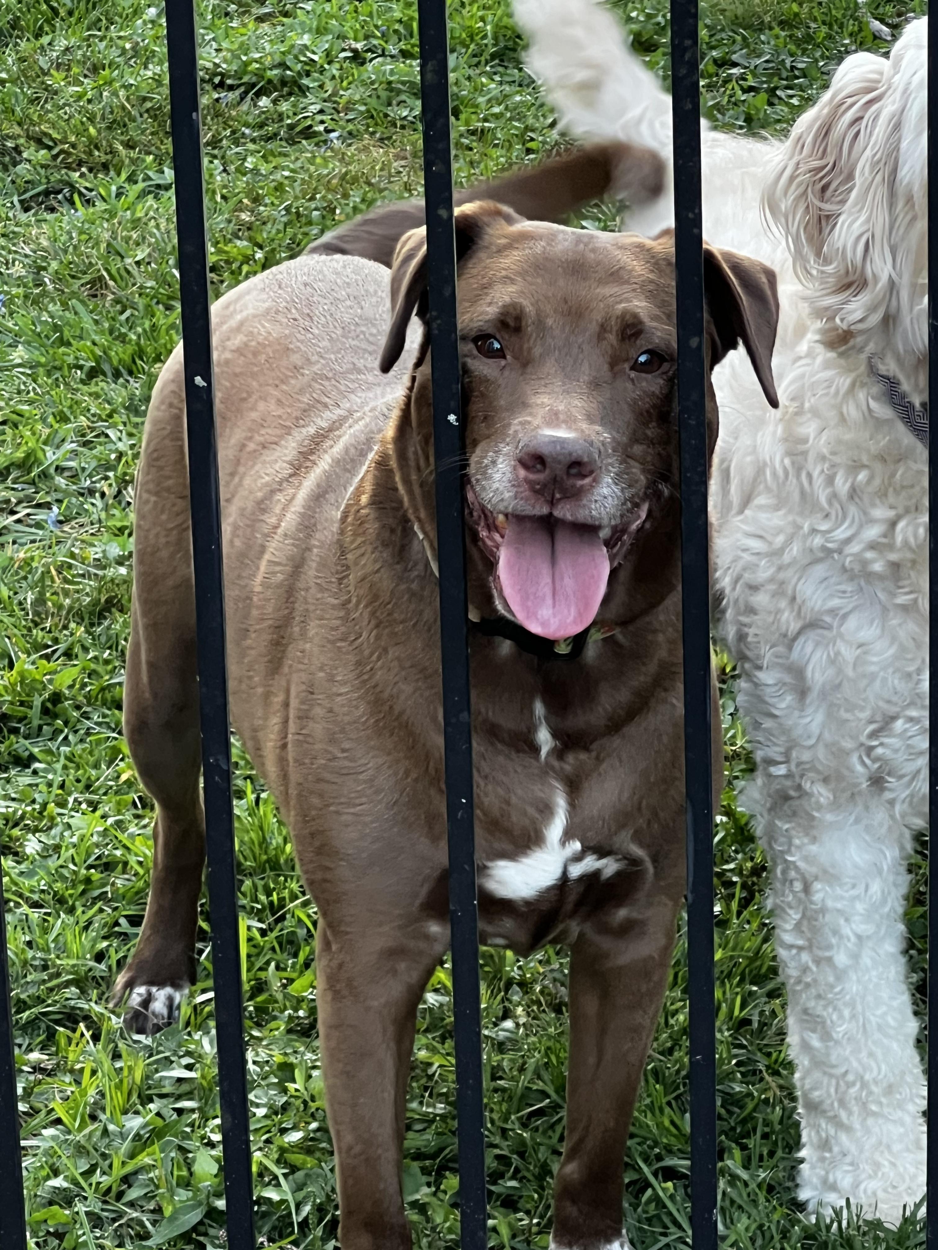 Enlarge Abby, a Adopted mixed breed in St. Louis, MO image 1/4