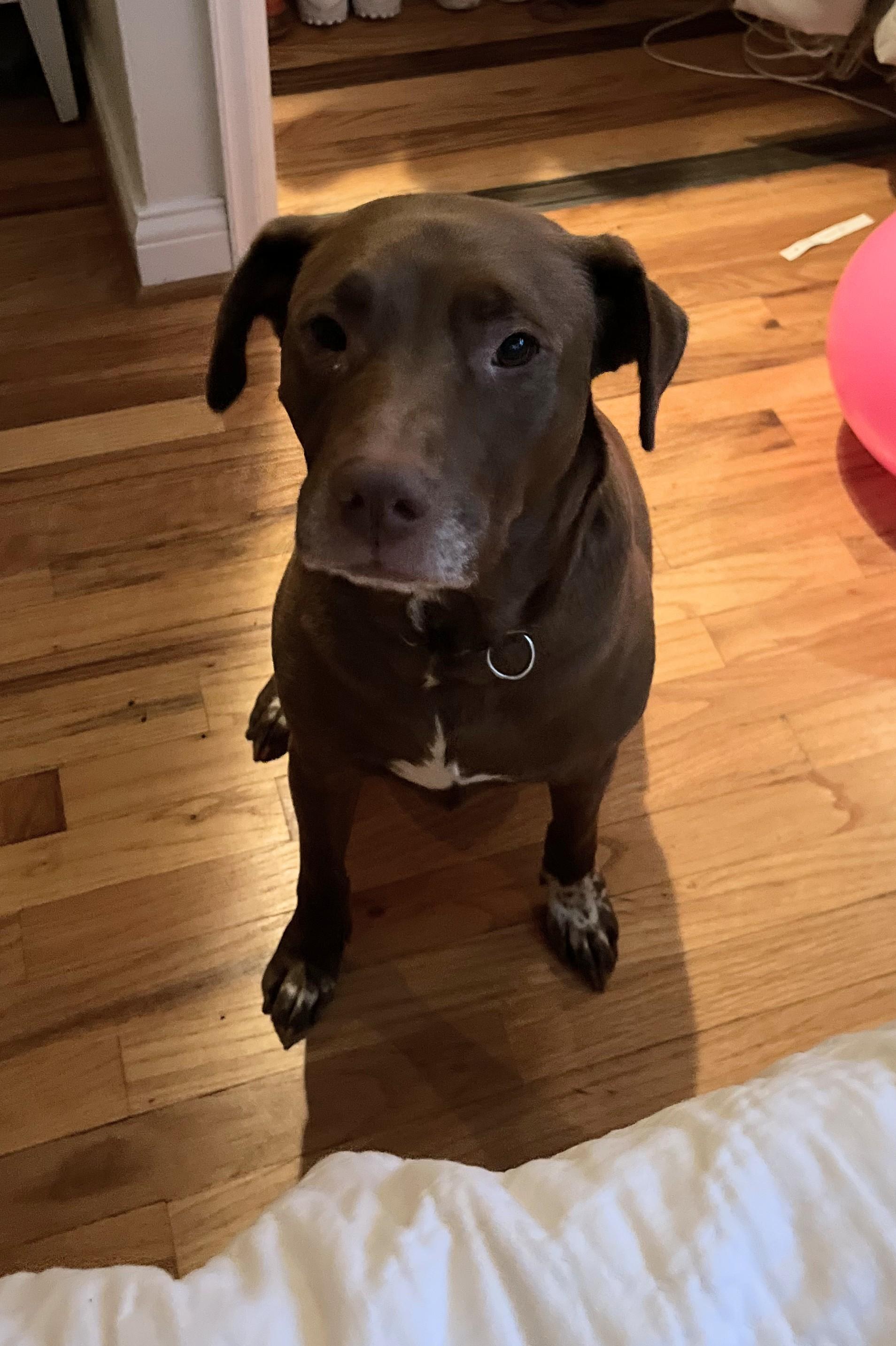 Enlarge Abby, a Adopted mixed breed in St. Louis, MO image 4/4