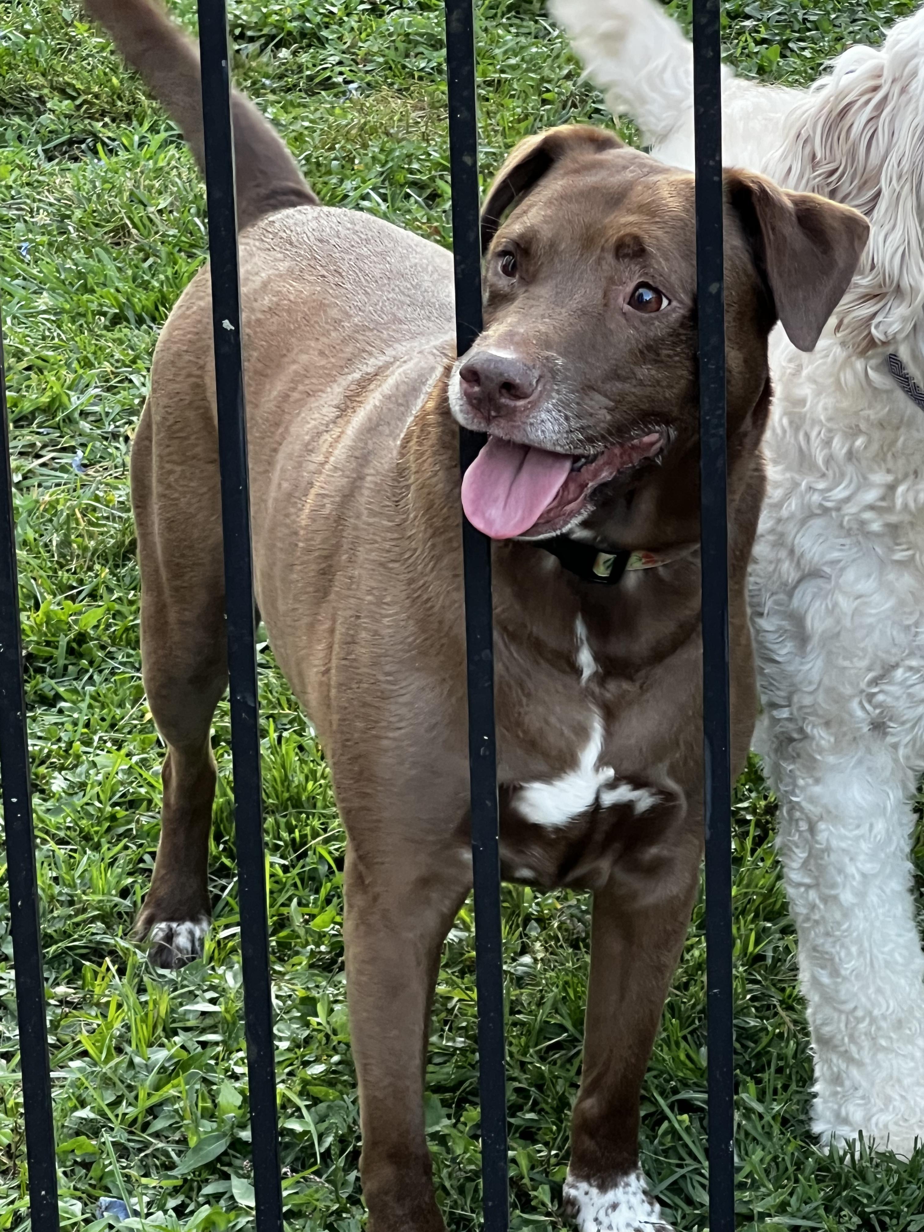 Enlarge Abby, a Adopted mixed breed in St. Louis, MO image 2/4