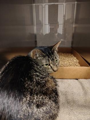 Enlarge Kettle Corn, a Adoptable Domestic Short Hair in Gastonia, NC image 1/3