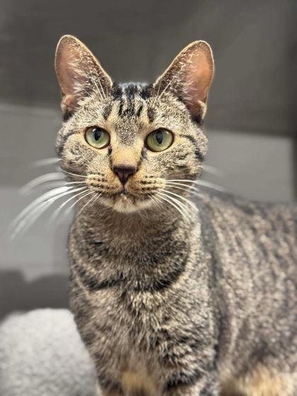 Enlarge Kettle Corn, a Adoptable Domestic Short Hair in Gastonia, NC image 2/3