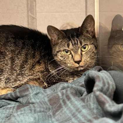 Enlarge Kettle Corn, a Adoptable Domestic Short Hair in Gastonia, NC image 3/3