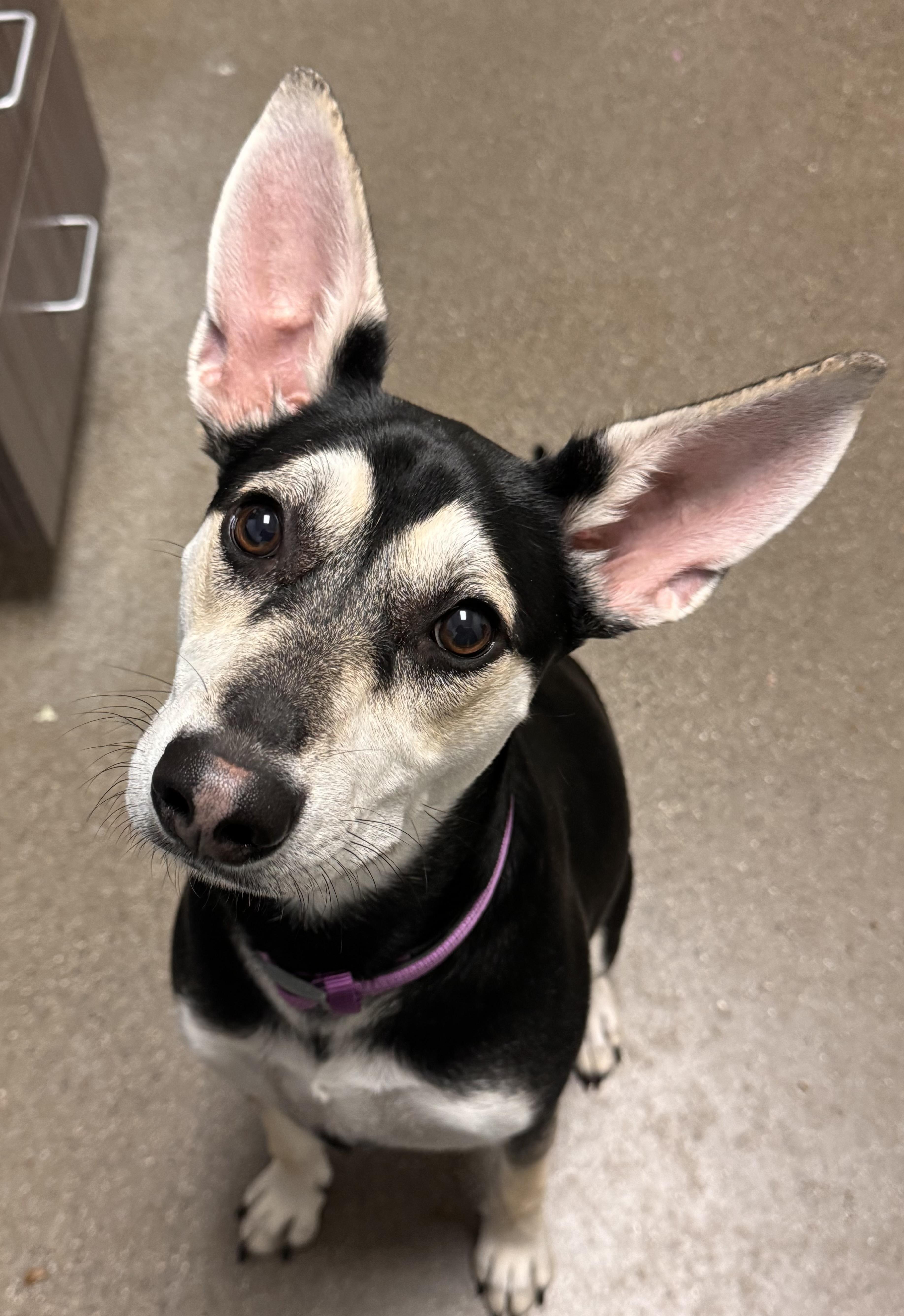 Pretzel, a Adoptable mixed breed in Chico, CA image 1/4