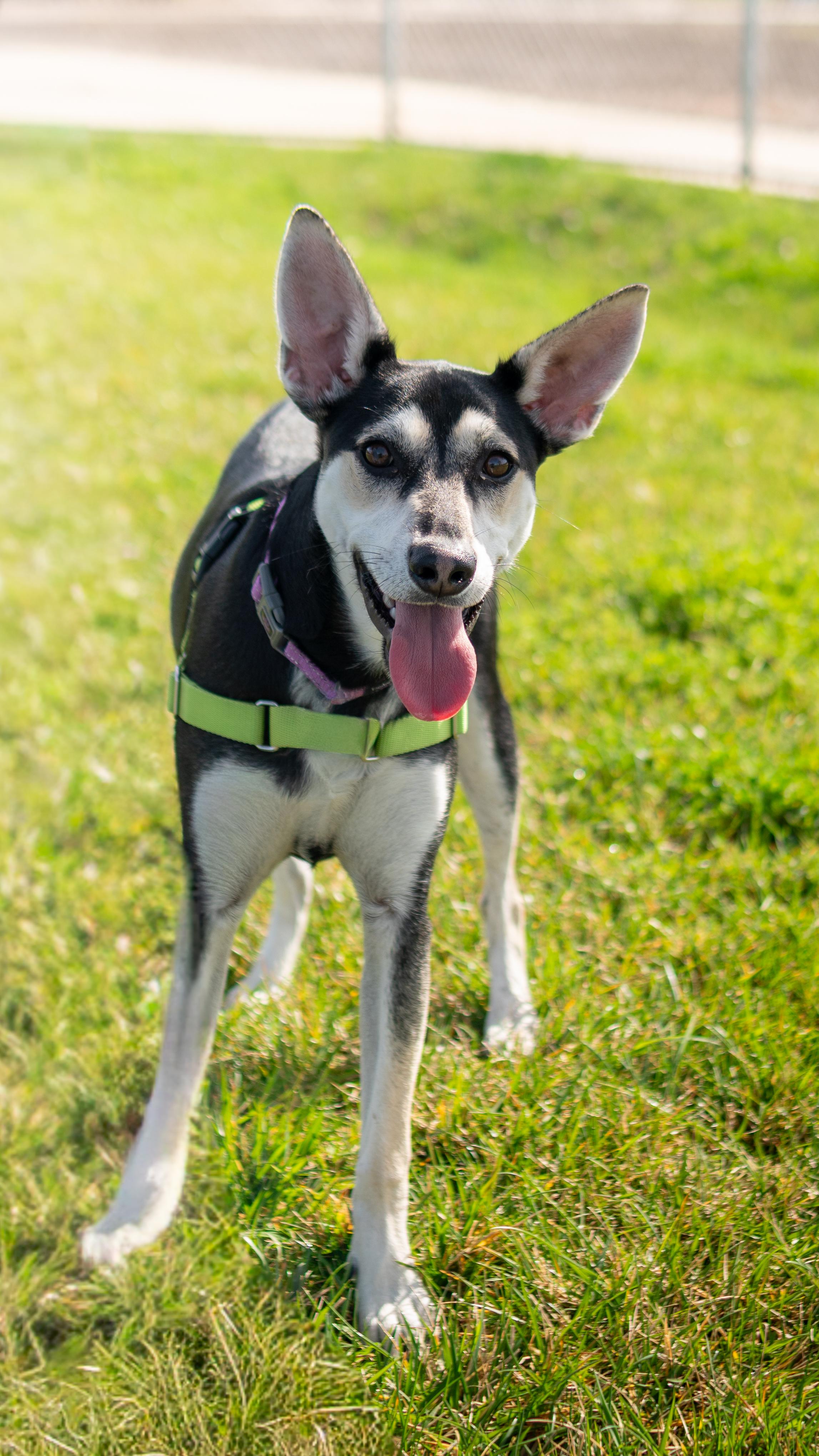 Enlarge Pretzel, a Adoptable mixed breed in Chico, CA image 2/6