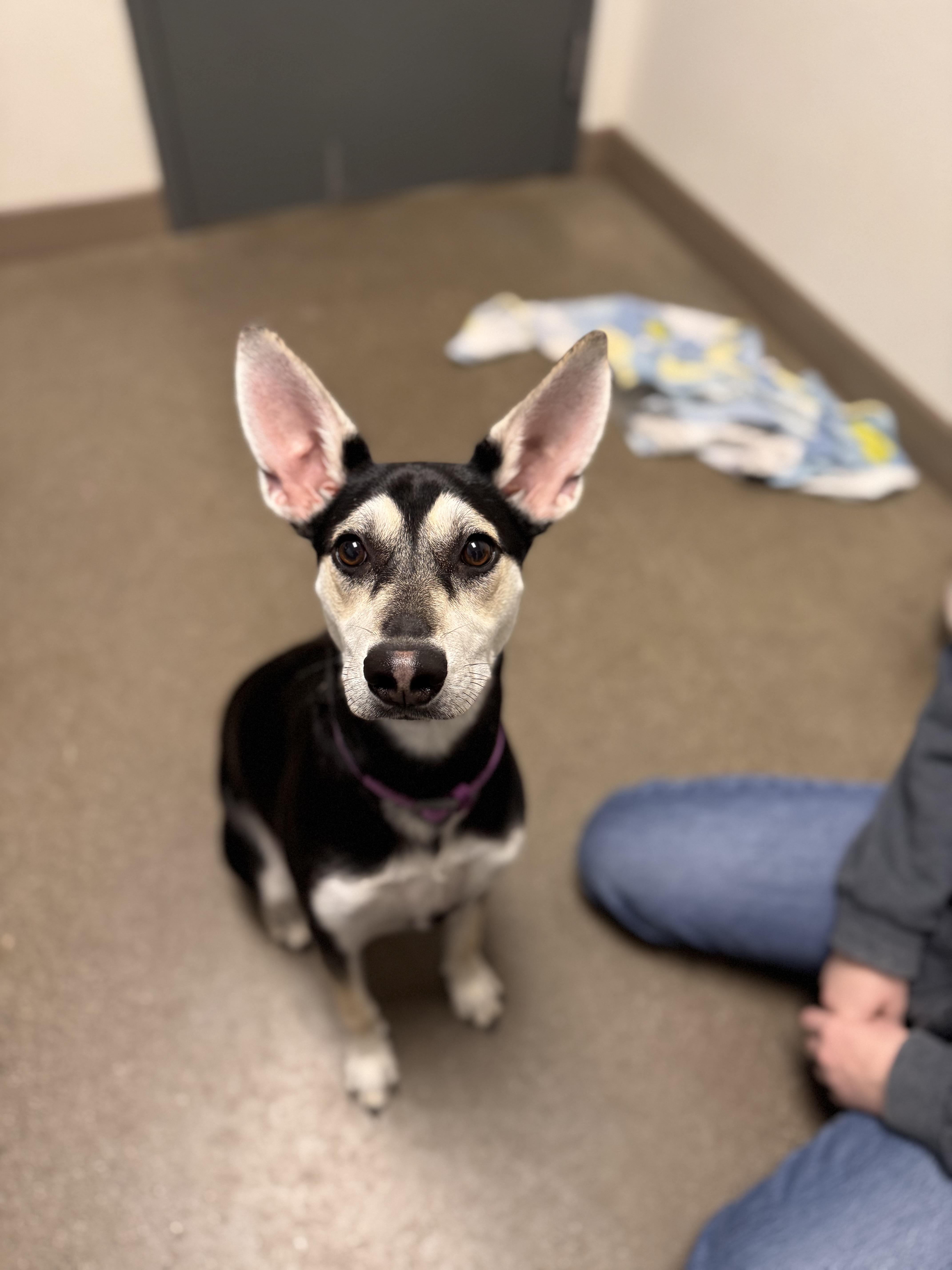 Pretzel, a Adoptable mixed breed in Chico, CA image 2/4