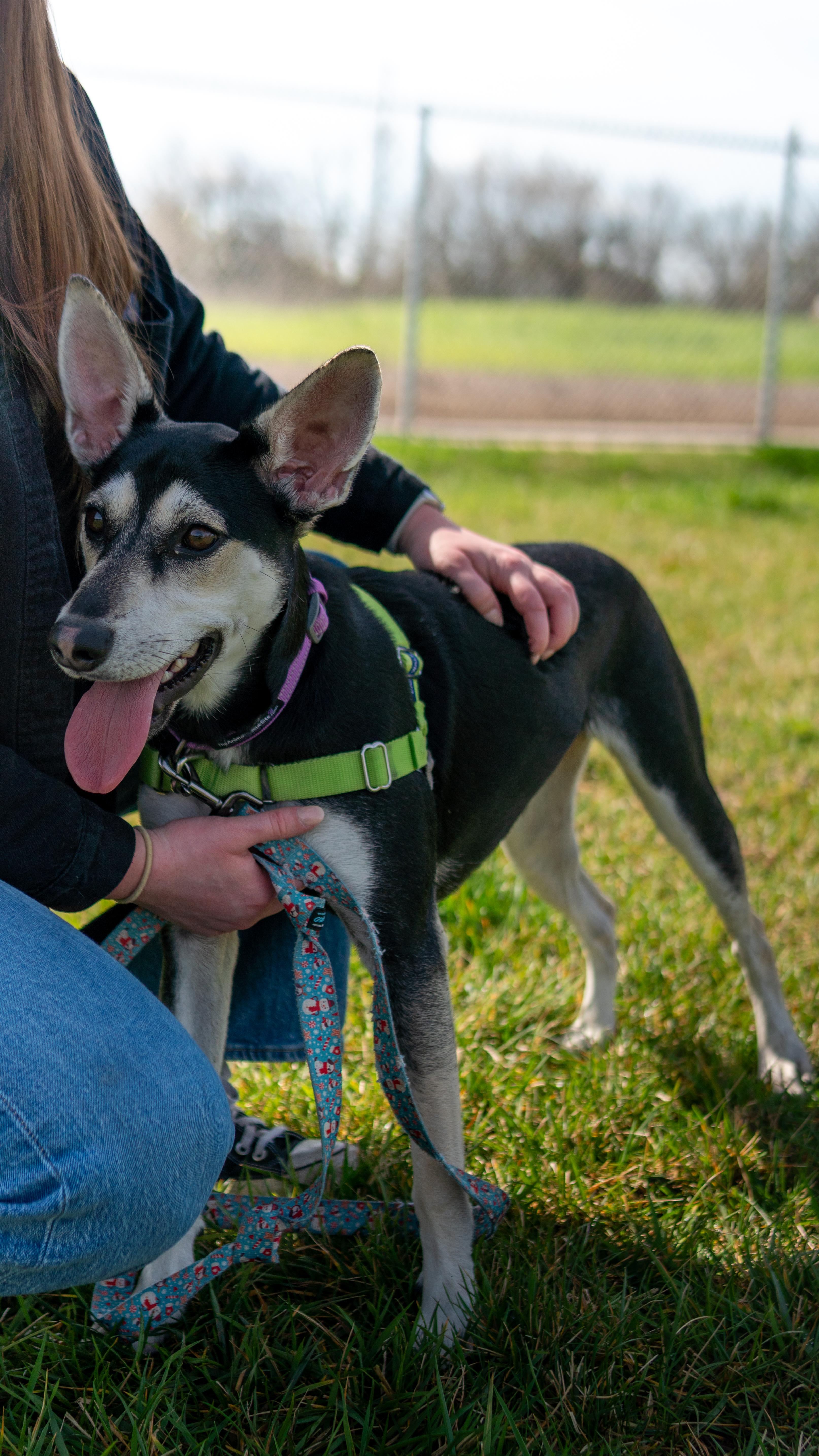 Enlarge Pretzel, a Adoptable mixed breed in Chico, CA image 4/6