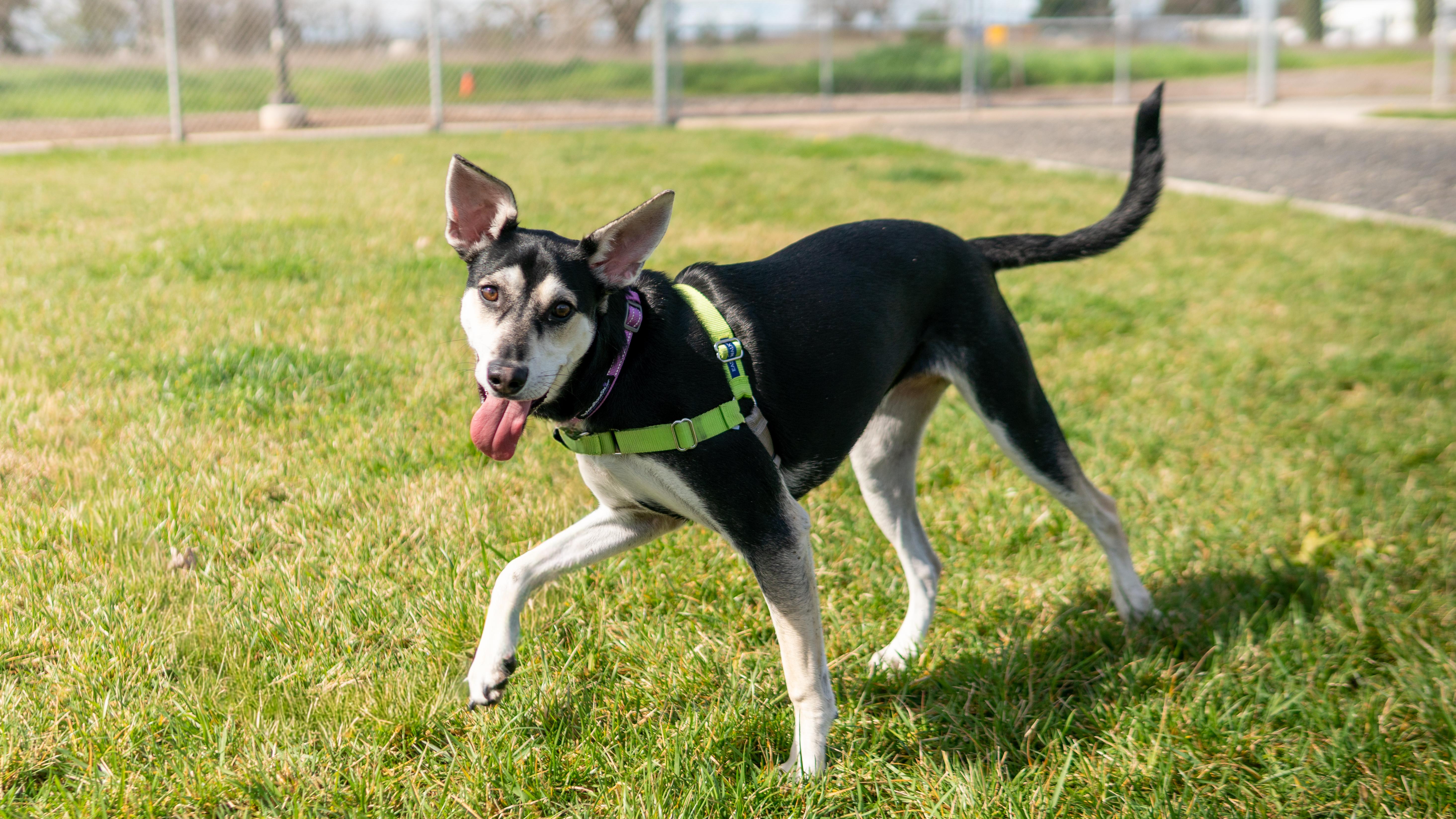 Enlarge Pretzel, a Adoptable mixed breed in Chico, CA image 6/6