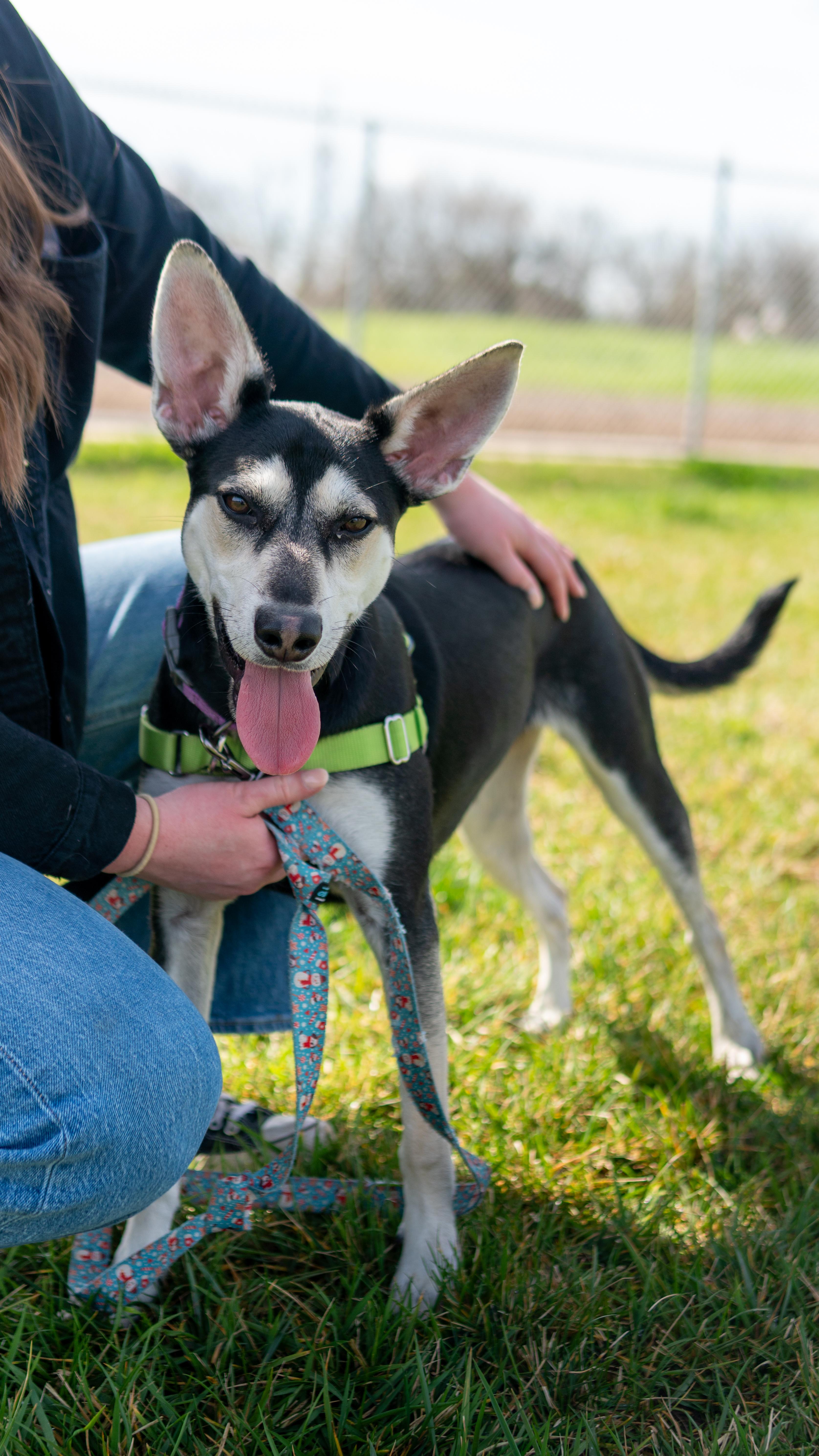 Enlarge Pretzel, a Adoptable mixed breed in Chico, CA image 6/6