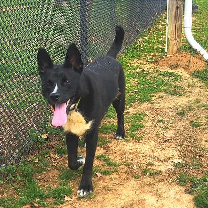 Enlarge Cody, a Adoptable Mixed Breed in Chattanooga, TN image 1/6