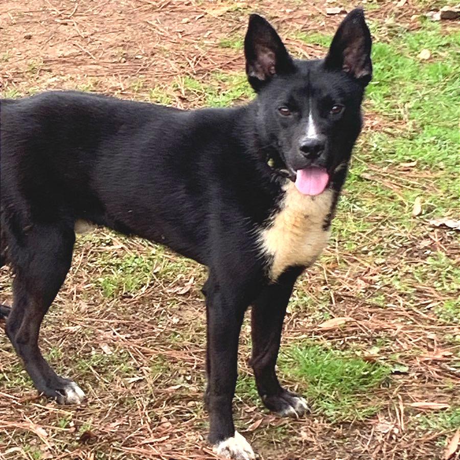 Enlarge Cody, a Adoptable Mixed Breed in Chattanooga, TN image 2/6