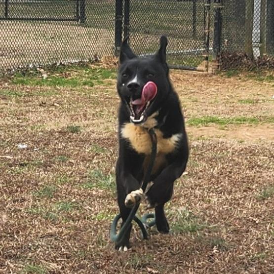 Enlarge Cody, a Adoptable Mixed Breed in Chattanooga, TN image 3/6