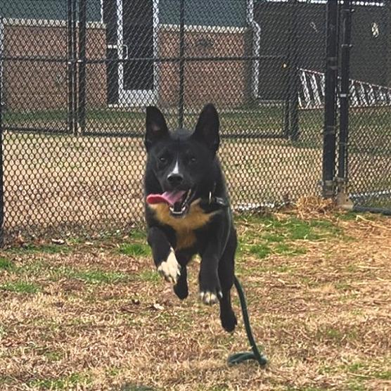 Enlarge Cody, a Adoptable Mixed Breed in Chattanooga, TN image 4/6