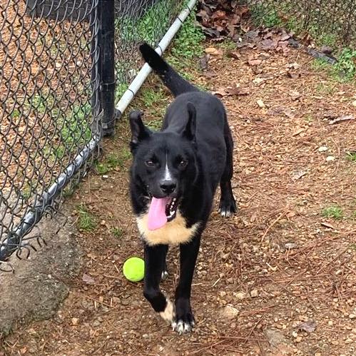 Enlarge Cody, a Adoptable Mixed Breed in Chattanooga, TN image 5/6