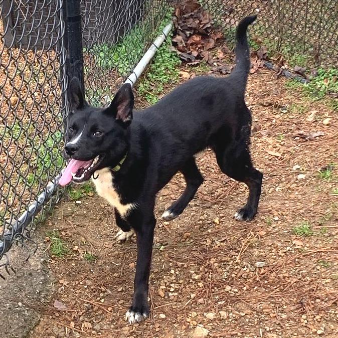 Enlarge Cody, a Adoptable Mixed Breed in Chattanooga, TN image 6/6