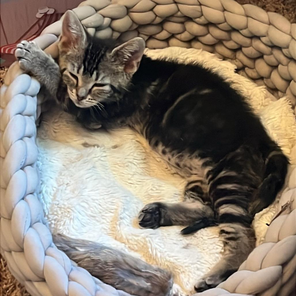 Klondike, Adoptable, Kitten Female Domestic Short Hair.