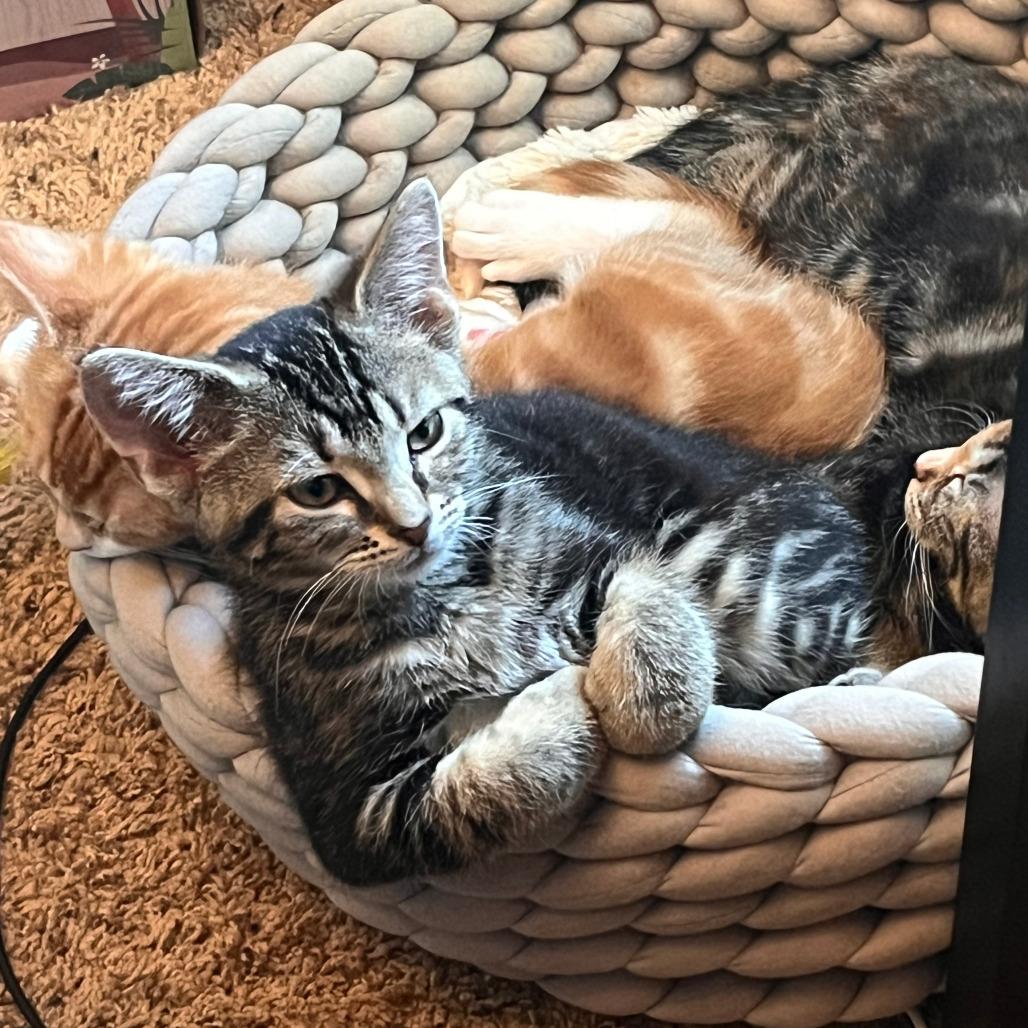 Klondike, a Adoptable Domestic Short Hair in Middleton, WI image 2/5
